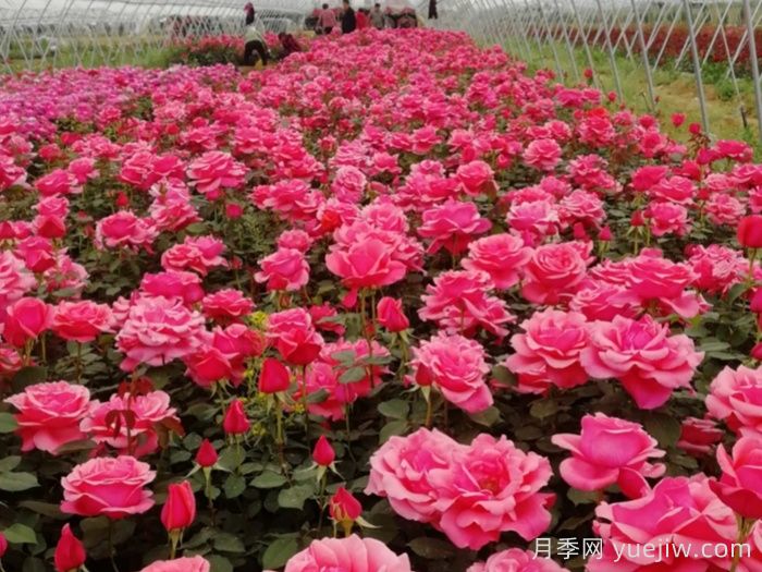 庭院花園春季養(yǎng)護(hù)方案(圖1)