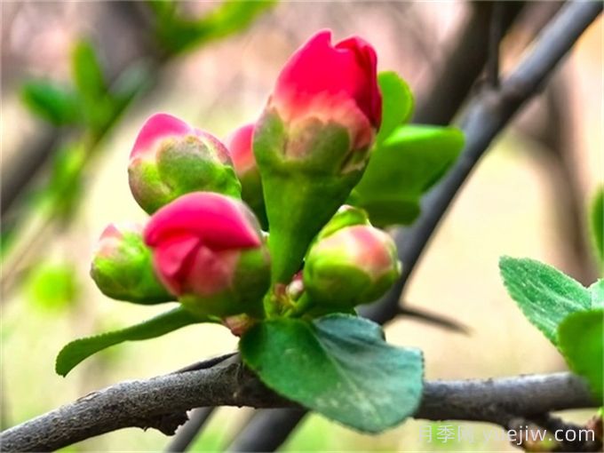 植物百科：貼梗海棠(圖1)
