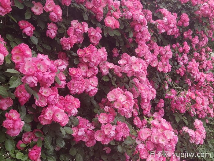 新手第一次養(yǎng)月季怎么做？(圖1)