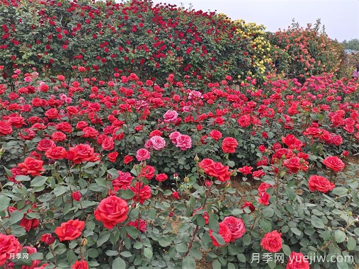 8個花園種植入門技巧，送給設(shè)計(jì)師與愛好者(圖1)
