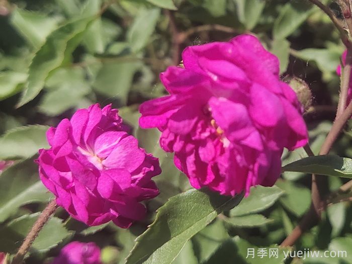 月季推薦，葡萄園之歌月季(圖1)