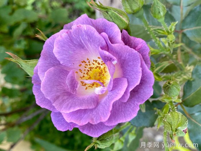 推薦6種月季花就為庭院花園打造(圖3)