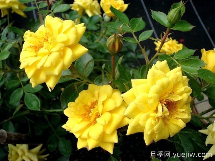 微型月季推薦，黃金珠寶月季(圖1)
