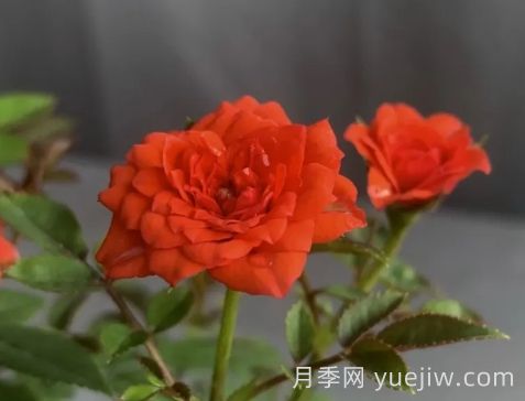 月季推薦，朱紅姬月季(圖1)