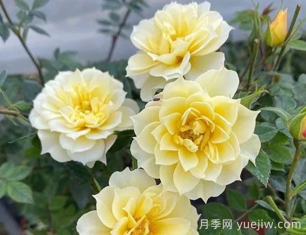 超微月季推薦，黃金姬月季(圖1)