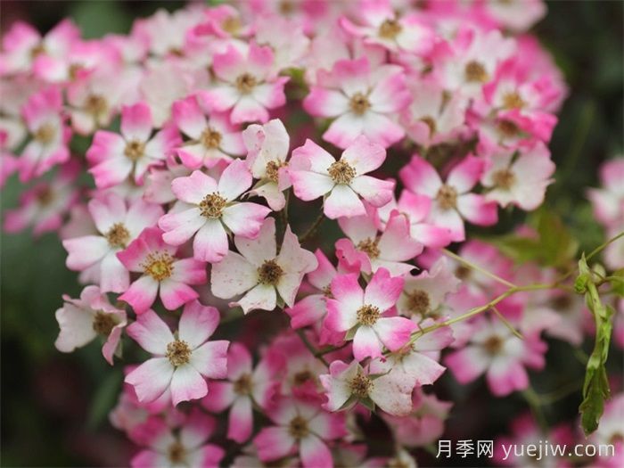 微月月季推薦，遮陽傘月季(圖1)