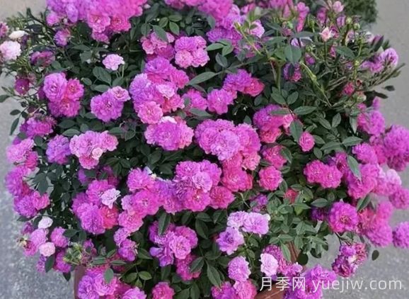 月季推薦，紫紅微月月季(圖1)