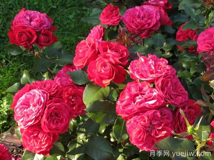 紅色玫蘭之愛月季/紅色蒙娜麗莎/紅愛玫(圖2)
