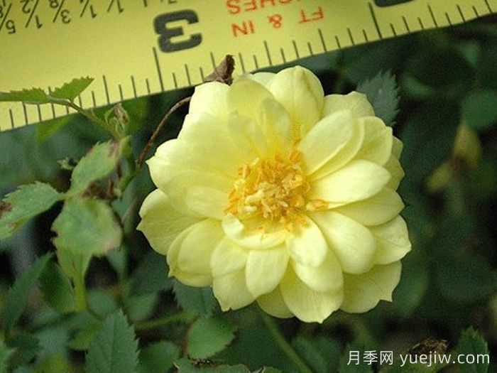 黃金姬月季/黃金雅/金幣(圖2)