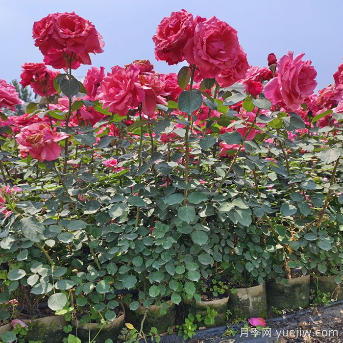花木種植戶如何轉(zhuǎn)型做家庭園藝？(圖1)