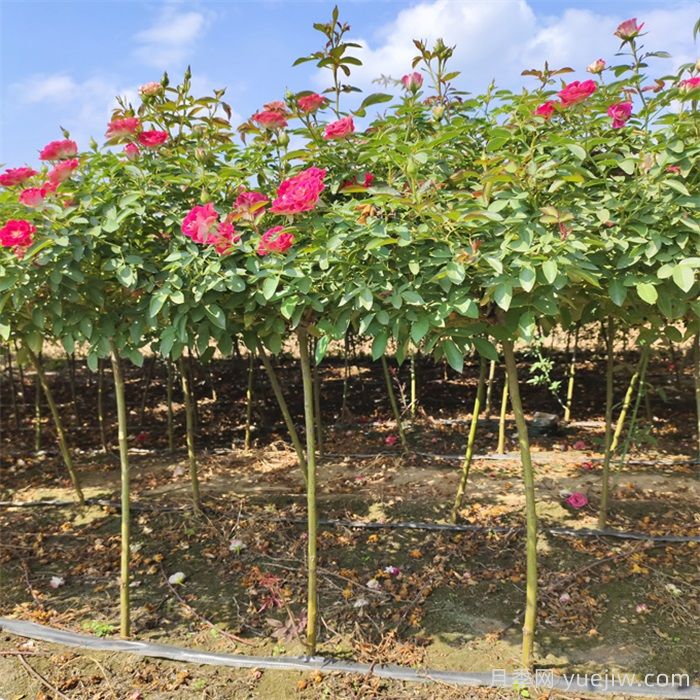 花木種植戶如何轉(zhuǎn)型做家庭園藝？(圖2)