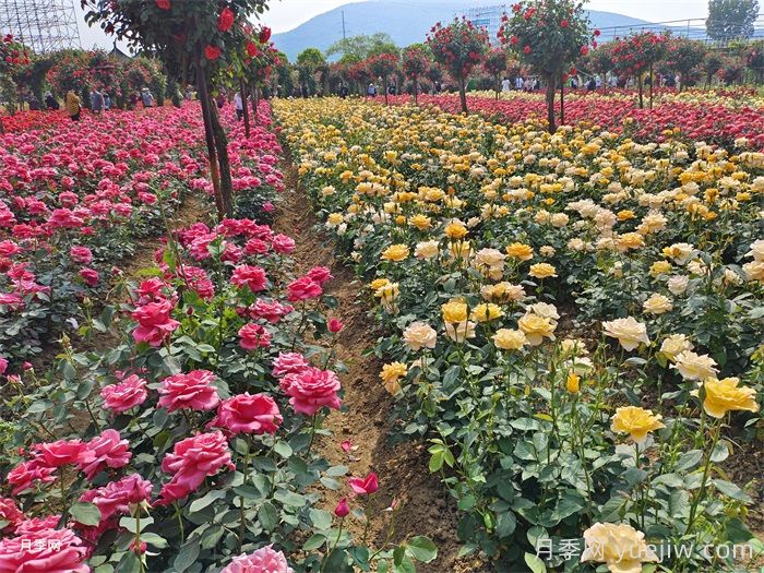 如何區(qū)分家庭園藝與園林工程的不同之處？(圖1)