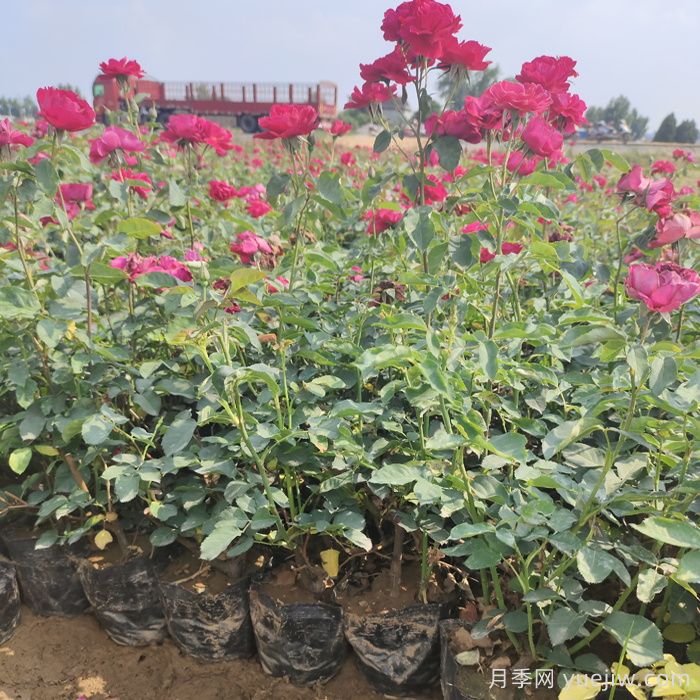 地被、花卉植物種植規(guī)范(圖1)