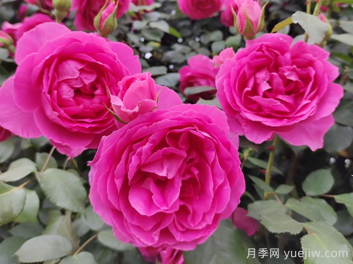 30種漂亮的月季品種，你養(yǎng)了幾種？(圖2)