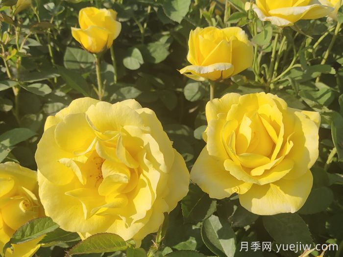 30種漂亮的月季品種，你養(yǎng)了幾種？(圖3)
