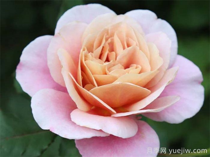 30種漂亮的月季品種，你養(yǎng)了幾種？(圖4)