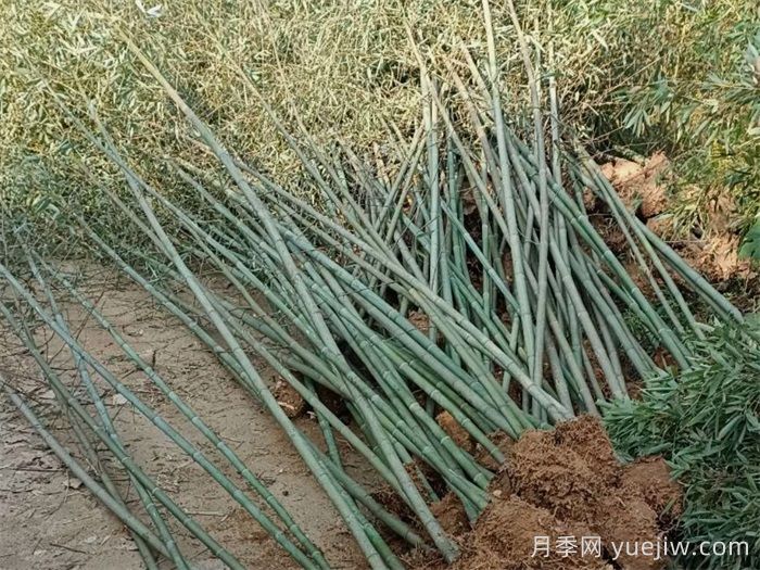 ?剛竹的種植技術(shù)(圖1)