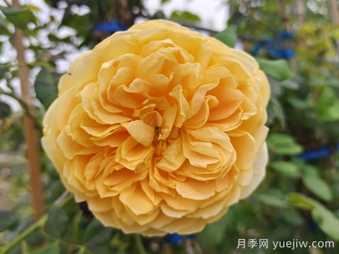 10種經(jīng)典月季花品種，開成花海很驚艷(圖4)