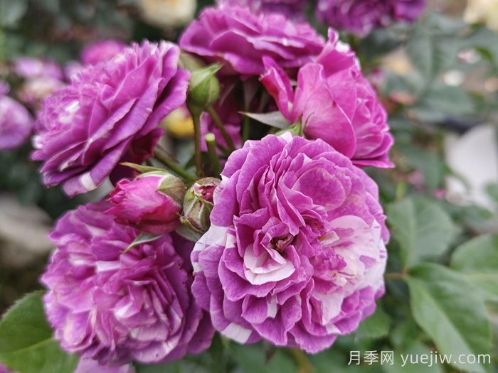 50種綠植花卉大全，值得收藏(圖1)