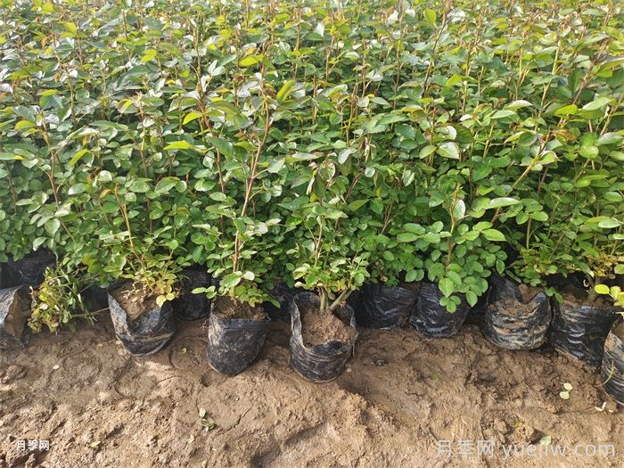 春季如何提高綠化工程新栽植物的成活率？(圖1)