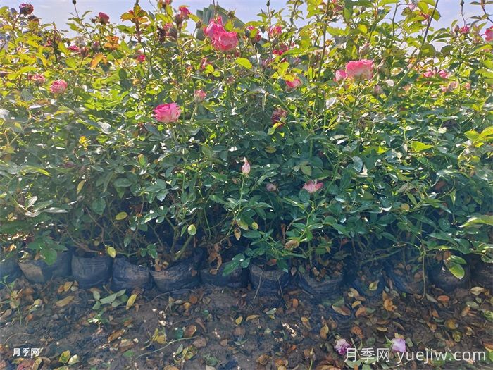 盆栽微型月季的養(yǎng)殖辦法，做好三點(diǎn)開花不斷(圖1)