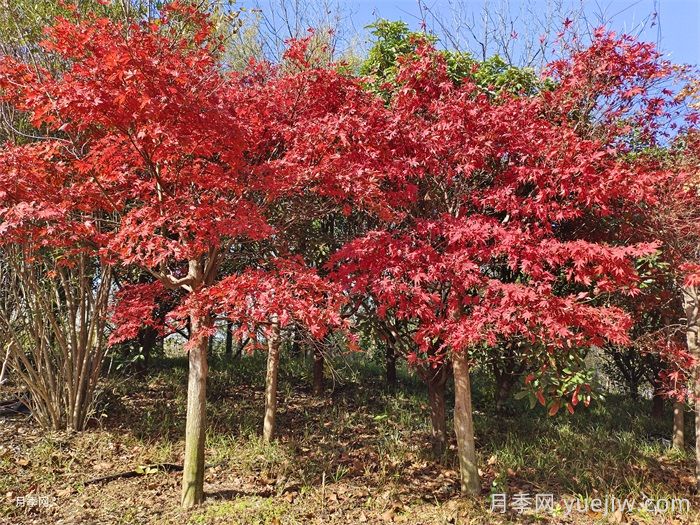 植物怎樣搭配以實現(xiàn)四季有景？(圖2)