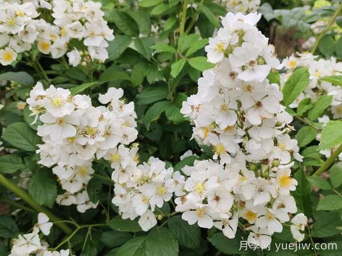 如果有個(gè)院子，一定要種一棵薔薇(圖2)