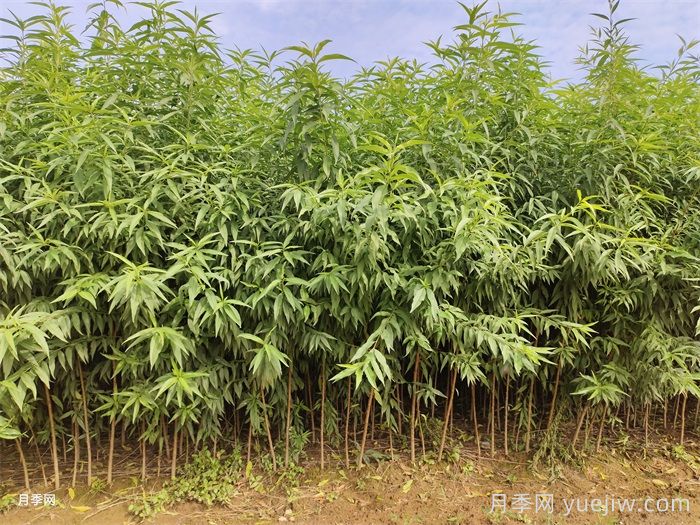 桃樹苗定植栽植的注意事項(xiàng)(圖1)