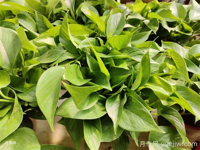 水培植物有哪些？(圖1)