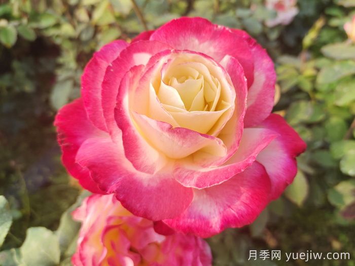 萬中選五種，適合月季控的城市陽(yáng)臺(tái)月季花(圖2)