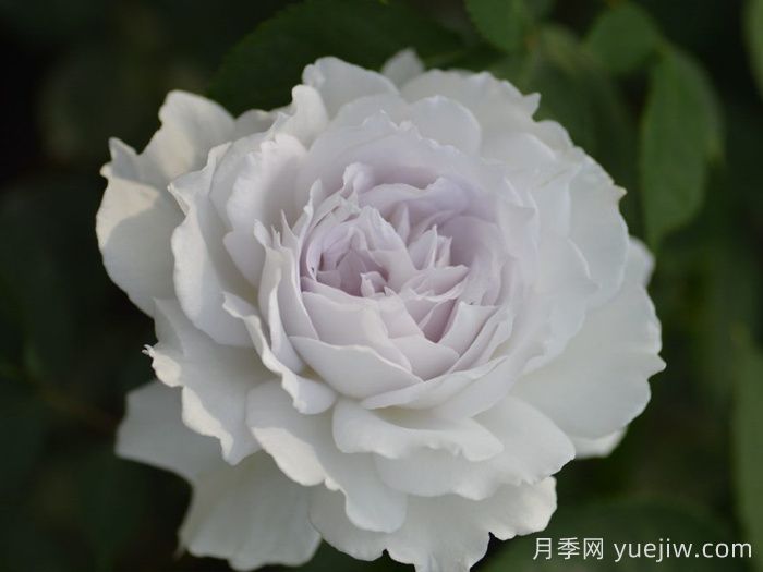 萬中選五種，適合月季控的城市陽(yáng)臺(tái)月季花(圖3)
