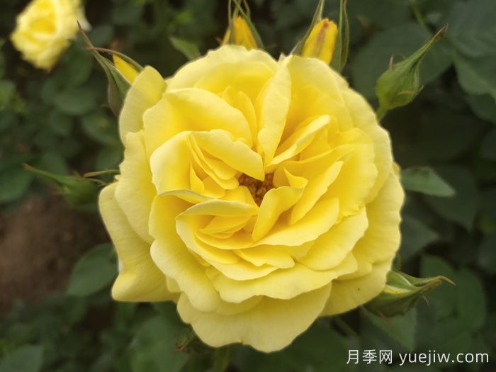 盤點(diǎn)100個(gè)常見月季品種(圖2)