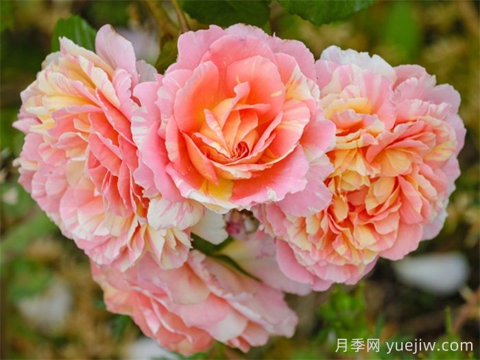 盤點(diǎn)100個(gè)常見月季品種(圖3)