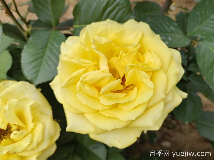 盤點(diǎn)100個(gè)常見月季品種(圖5)