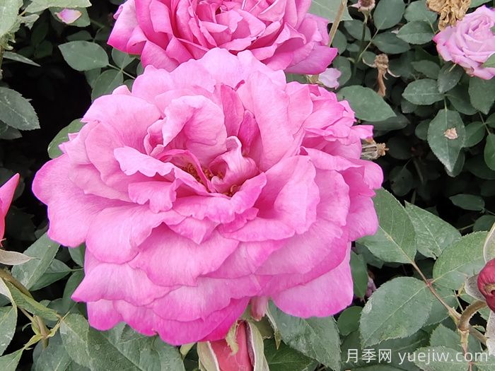 盤點(diǎn)100個(gè)常見月季品種(圖7)