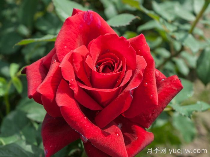盤點(diǎn)100個(gè)常見月季品種(圖10)
