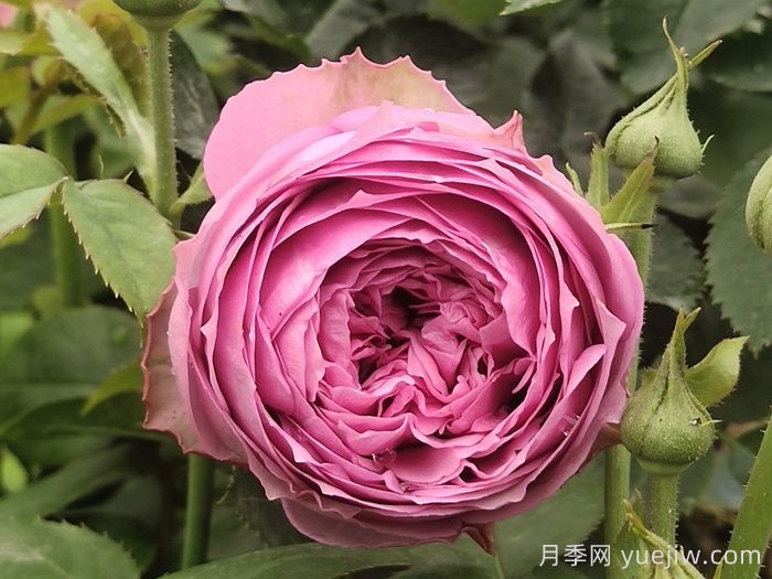 盤點(diǎn)100個(gè)常見月季品種(圖14)