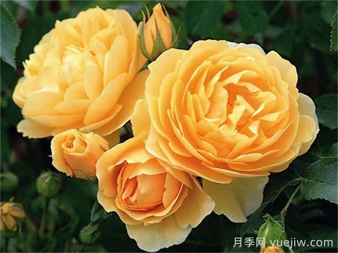 盤點(diǎn)100個(gè)常見月季品種(圖13)