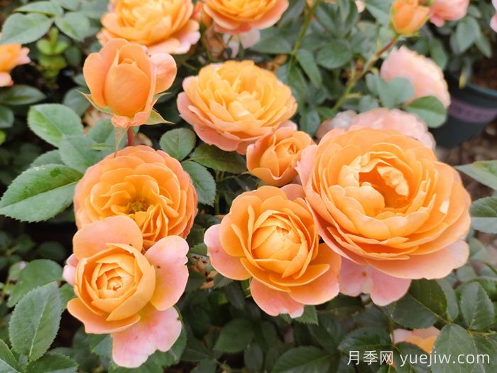 超微月季的品種特性和常見問題(圖1)