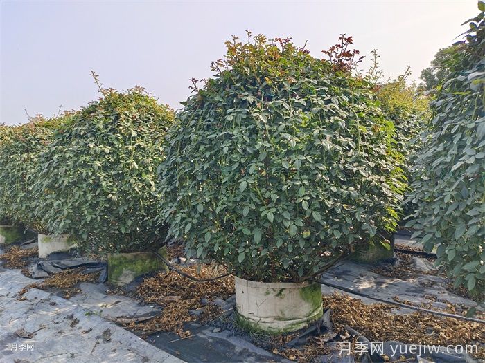 造型花木植物在景觀中的應用(圖2)