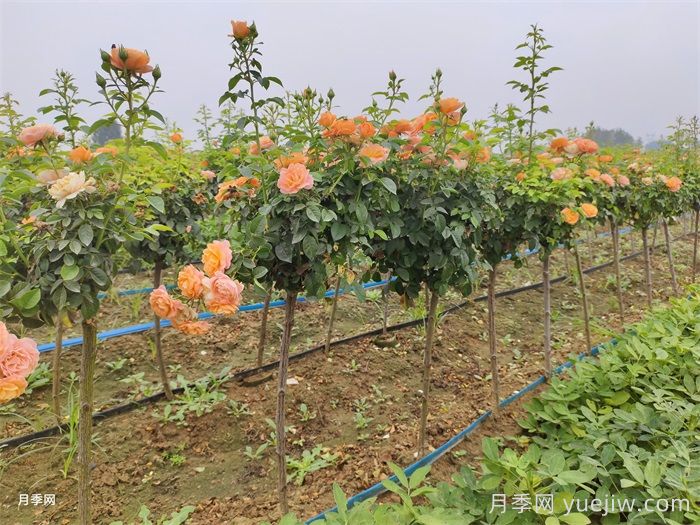 果汁陽臺(tái)月季專為陽臺(tái)，讓果汁陽臺(tái)四季開花的辦法(圖3)