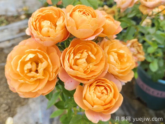 果汁陽臺(tái)月季專為陽臺(tái)，讓果汁陽臺(tái)四季開花的辦法(圖1)