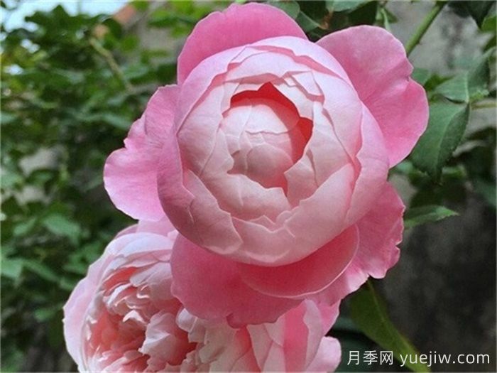 15個常見月季花特點知識分享(圖3)