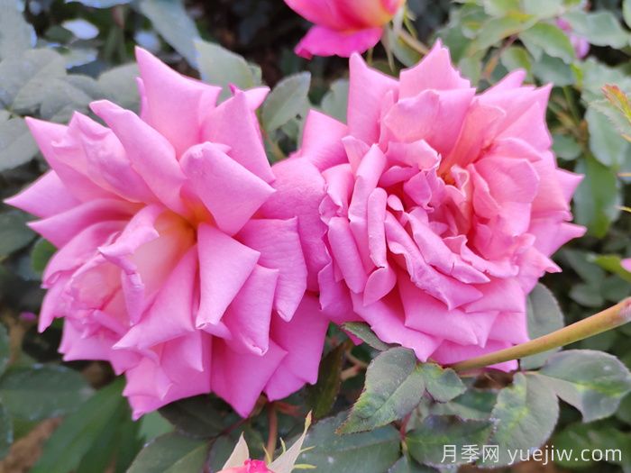 月季花施肥如何延長觀賞期？(圖1)