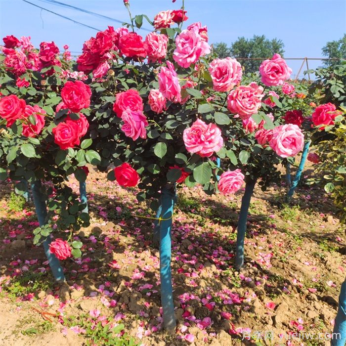 樹狀月季定植后澆灌核心原則(圖1)