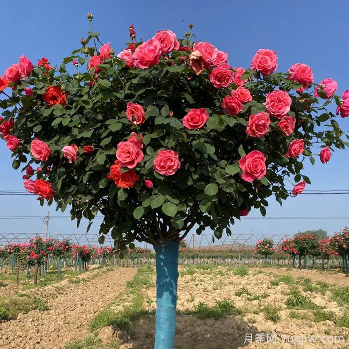 樹狀月季定植后澆灌核心原則(圖2)