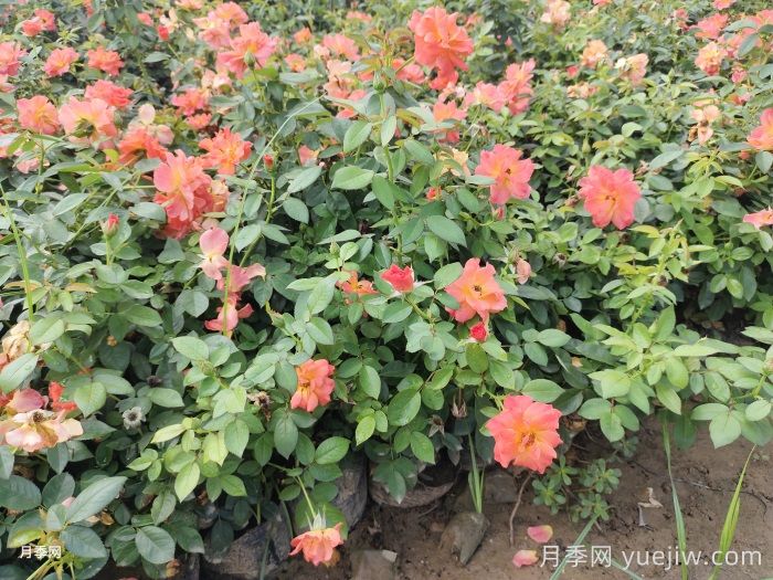 春季養(yǎng)月季花的小知識(shí)分享(圖1)