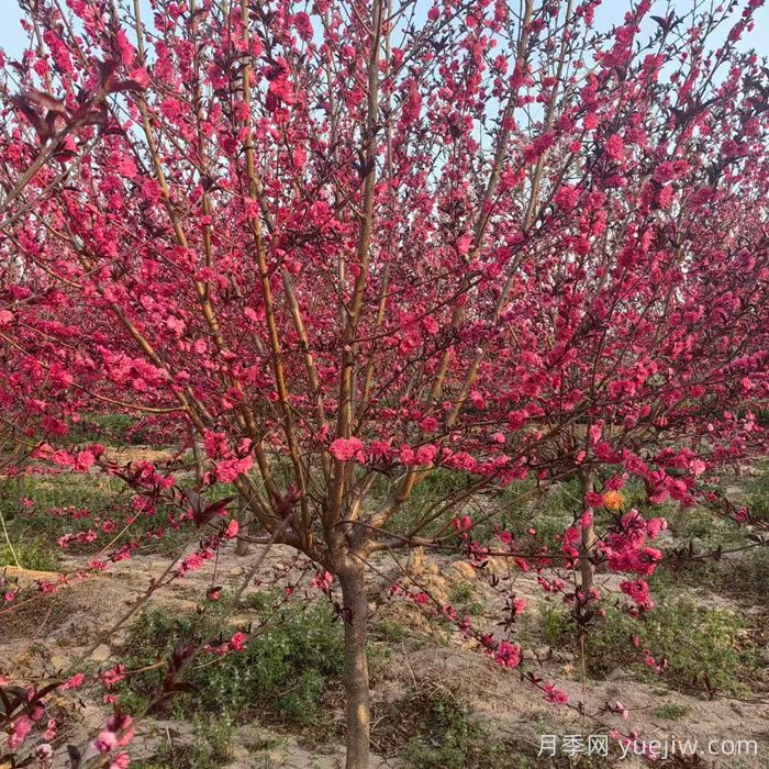 紅葉碧桃種植辦法(圖1)