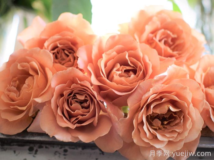 拉芬波特月季/拉菲內波爾特(圖3)
