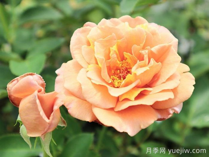 拉芬波特月季/拉菲內波爾特(圖2)